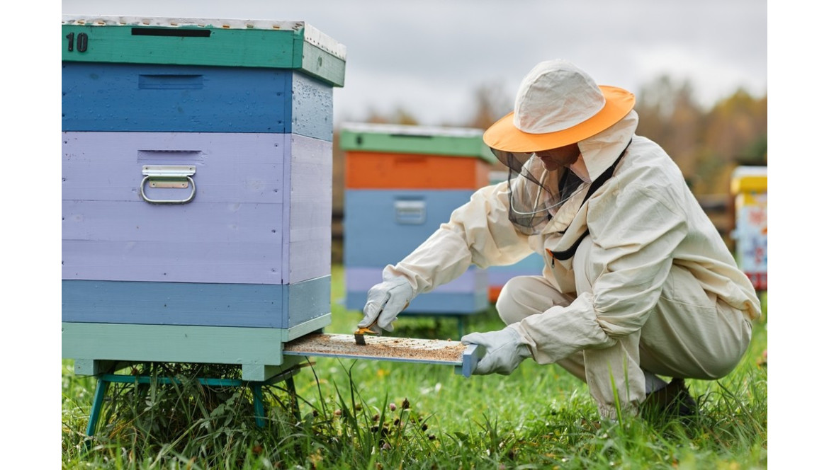 ¿Puedo tener una colmena en mi parcela? ¡Esto es lo que dice la ley!